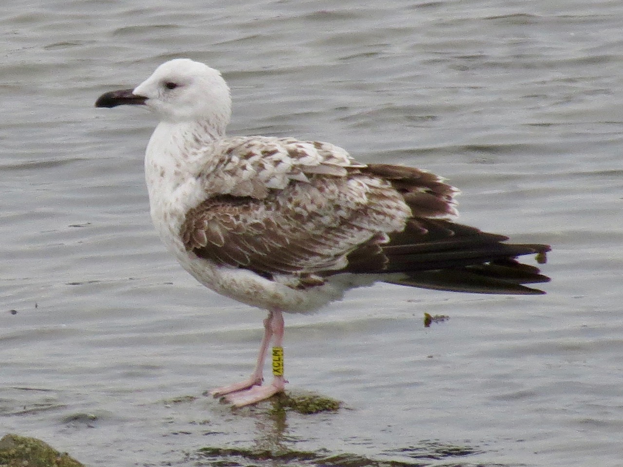 Photographed at Select location. on 0/0/0. Photo: &copy; 