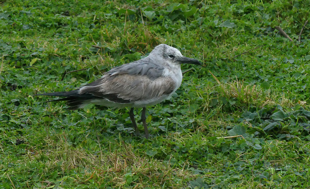  -  Catioroc  -  15/2/2026  -  &copy; Mark Lawlor