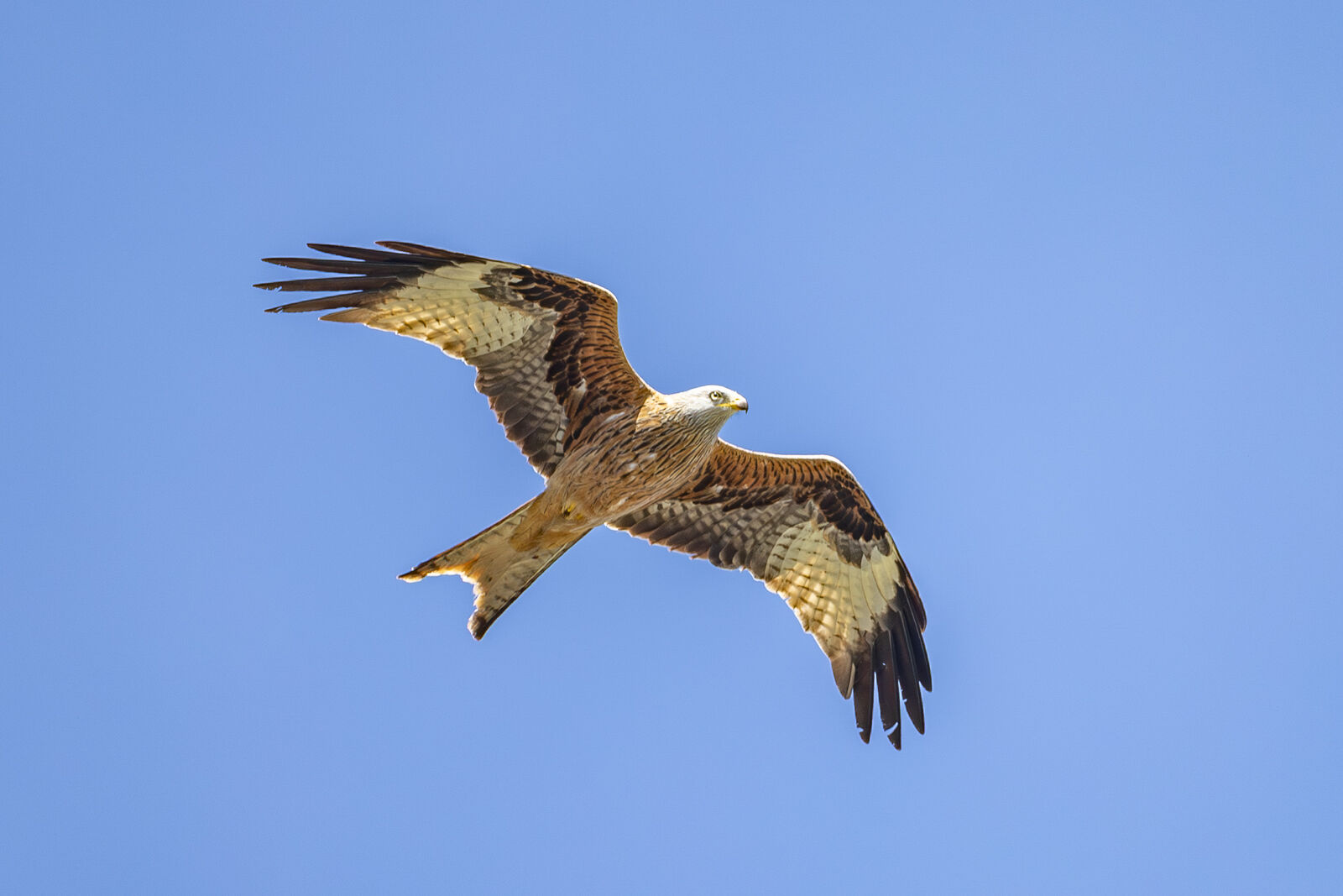Red Kite -  Capelles  -  8/4/2026  -  &copy; Dave Carre