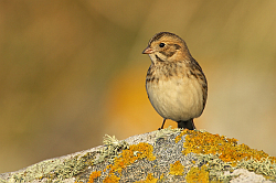 Lapland Bunting photographed at Pulias on 12/10/2008. Photo: &copy; Steve Levrier