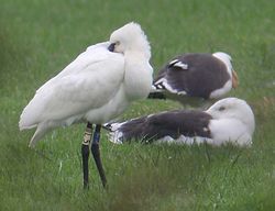 Spoonbill photographed at Old Aerodrome on 9/10/2009. Photo: &copy; J. P. Down