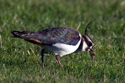 Lapwing photographed at Colin Best NR on 20/12/2009. Photo: &copy; Phil Alexander