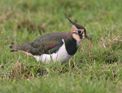 Lapwing photographed at Vale (Parish) on 6/1/2010. Photo: &copy; Chris Bale