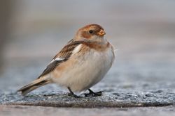 Snow Bunting photographed at Belgreve Bay [BEL] on 21/2/2010. Photo: &copy; Phil Alexander