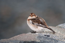 Snow Bunting photographed at Belle Greve Bay [BEL] on 22/2/2010. Photo: &copy; Rod Ferbrache