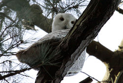  photographed at Le Guet [GUE] on 21/3/2010. Photo: &copy; Robert Brehaut