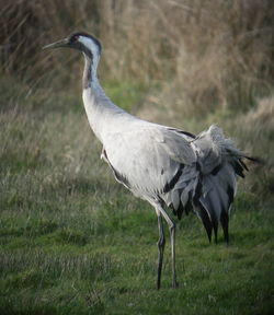 Crane photographed at Claire Mare [CLA] on 1/4/2010. Photo: &copy; Mark Guppy