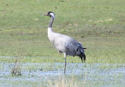 Crane photographed at field behind the track on 2/4/2010. Photo: &copy; paul bretel