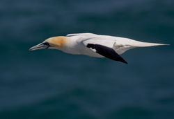 Gannet photographed at Fort Doyle [DOY] on 12/4/2010. Photo: &copy; Chris Bale
