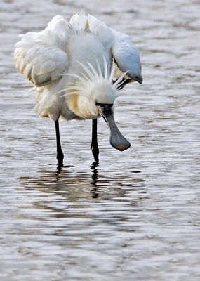 Spoonbill photographed at Claire Mare [CLA] on 2/5/2010. Photo: &copy; Chris Bale