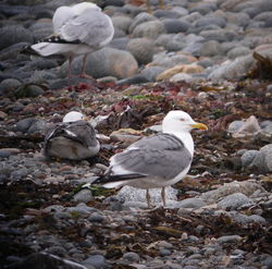 Yellow-legged Gull photographed at Chouet [CHO] on 8/5/2010. Photo: &copy; Mark Guppy