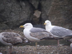 Yellow-legged Gull photographed at Les Amarreurs [AMM] on 29/5/2010. Photo: &copy; Mark Guppy