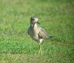 Buff-breasted Sandpiper photographed at L\'Ancresse [LAN] on 12/9/2010. Photo: &copy; Mark Lawlor