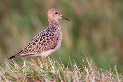 Buff-breasted Sandpiper photographed at L\'Ancresse [LAN] on 13/9/2010. Photo: &copy; Chris Bale