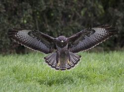 Buzzard photographed at Rue des Bergers [BER] on 19/10/2010. Photo: &copy; Mike Cunningham