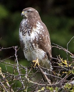 Buzzard photographed at Rue des Bergers [BER] on 19/10/2010. Photo: &copy; Mike Cunningham