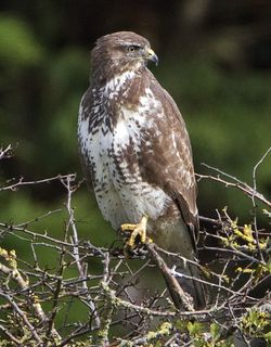 Buzzard photographed at Rue des Bergers [BER] on 19/10/2010. Photo: &copy; Mike Cunningham