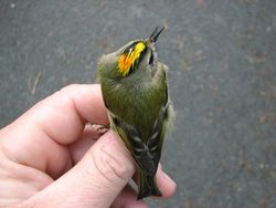 Goldcrest photographed at Select location on 28/10/2010. Photo: &copy; Jamie Hooper