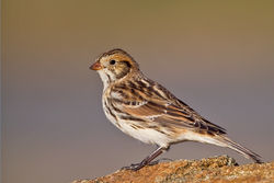 Lapland Bunting photographed at Vazon [VAZ] on 9/12/2010. Photo: &copy; Chris Bale