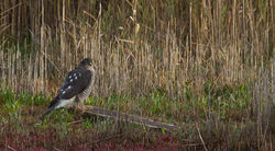 Sparrowhawk photographed at Claire Mare [CLA] on 28/10/2010. Photo: &copy; Anthony Loaring