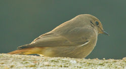 Black Redstart photographed at St Peter Port [SPP] on 26/1/2011. Photo: &copy; Anthony Loaring