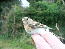 Brambling photographed at Jerbourg [JER] on 22/2/2011. Photo: &copy; Christopher Mourant