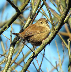 Wren photographed at Reservoir [RES] on 7/3/2011. Photo: &copy; Cindy  Carre