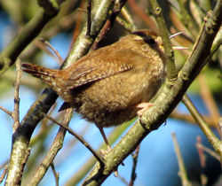 Wren photographed at Reservoir [RES] on 7/3/2011. Photo: &copy; Cindy  Carre