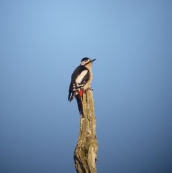 Great Spotted Woodpecker photographed at Talbot Valley [TAL] on 13/3/2011. Photo: &copy; Mark Guppy