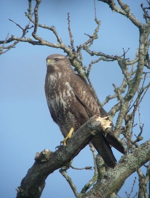 Buzzard photographed at Talbot Valley [TAL] on 20/3/2011. Photo: &copy; Mark Guppy