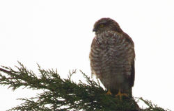 Sparrowhawk photographed at St Peter Port [SPP] on 18/3/2011. Photo: &copy; Anthony Loaring