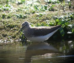 Green Sandpiper photographed at Rue des Bergers [BER] on 6/4/2011. Photo: &copy; Mark Guppy