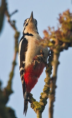 Great Spotted Woodpecker photographed at Talbot Valley [TAL] on 10/4/2011. Photo: &copy; Chris Bale