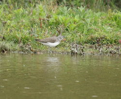 Green Sandpiper photographed at Rue des Bergers [BER] on 27/4/2011. Photo: &copy; Adrian Gidney