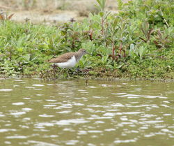 Common Sandpiper photographed at Rue des Bergers [BER] on 27/4/2011. Photo: &copy; Adrian Gidney