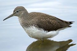 Green Sandpiper photographed at Grands Marais/Pre [PRE] on 26/7/2011. Photo: &copy; Mike Cunningham