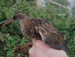 Water Rail photographed at Claire Mare [CLA] on 28/7/2011. Photo: &copy; Christopher Mourant
