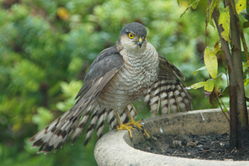 Sparrowhawk photographed at Rocquaine [ROC] on 16/7/2011. Photo: &copy; Steve and Hilary Wild