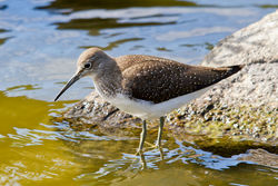 Green Sandpiper photographed at Grands Marais/Pre [PRE] on 3/8/2011. Photo: &copy; Rod Ferbrache
