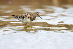 Pectoral Sandpiper photographed at Claire Mare [CLA] on 19/9/2011. Photo: &copy; Chris Bale