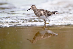 Pectoral Sandpiper photographed at Claire Mare [CLA] on 20/9/2011. Photo: &copy; Chris Bale