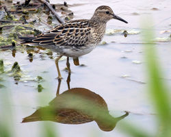 Pectoral Sandpiper photographed at Claire Mare on 21/9/2011. Photo: &copy; Cindy  Carre