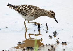 Pectoral Sandpiper photographed at Claire Mare on 21/9/2011. Photo: &copy; Cindy  Carre