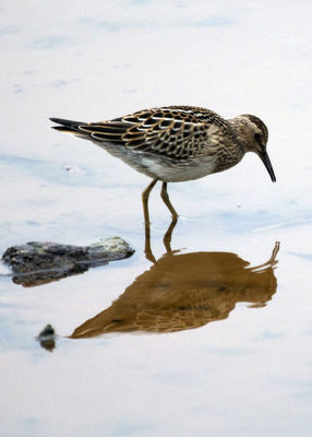 Pectoral Sandpiper photographed at Claire Mare on 21/9/2011. Photo: &copy; Cindy  Carre