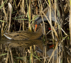 Water Rail photographed at Grands Marais/Pre [PRE] on 20/10/2011. Photo: &copy; Mike Cunningham