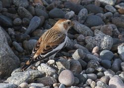 Snow Bunting photographed at Claire Mare [CLA] on 29/10/2011. Photo: &copy; paul  carre