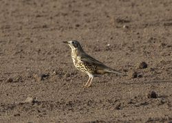 Mistle Thrush photographed at Lihou Headland [LCH] on 3/11/2011. Photo: &copy; Cindy  Carre