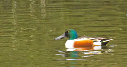 Shoveler photographed at Saumarez Park [SAU] on 3/12/2011. Photo: &copy; Anthony Loaring