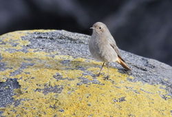 Black Redstart photographed at Beaucette Marina on 12/12/2011. Photo: &copy; Paul Bretel