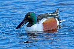 Shoveler photographed at Claire Mare [CLA] on 16/12/2011. Photo: &copy; Mike Cunningham